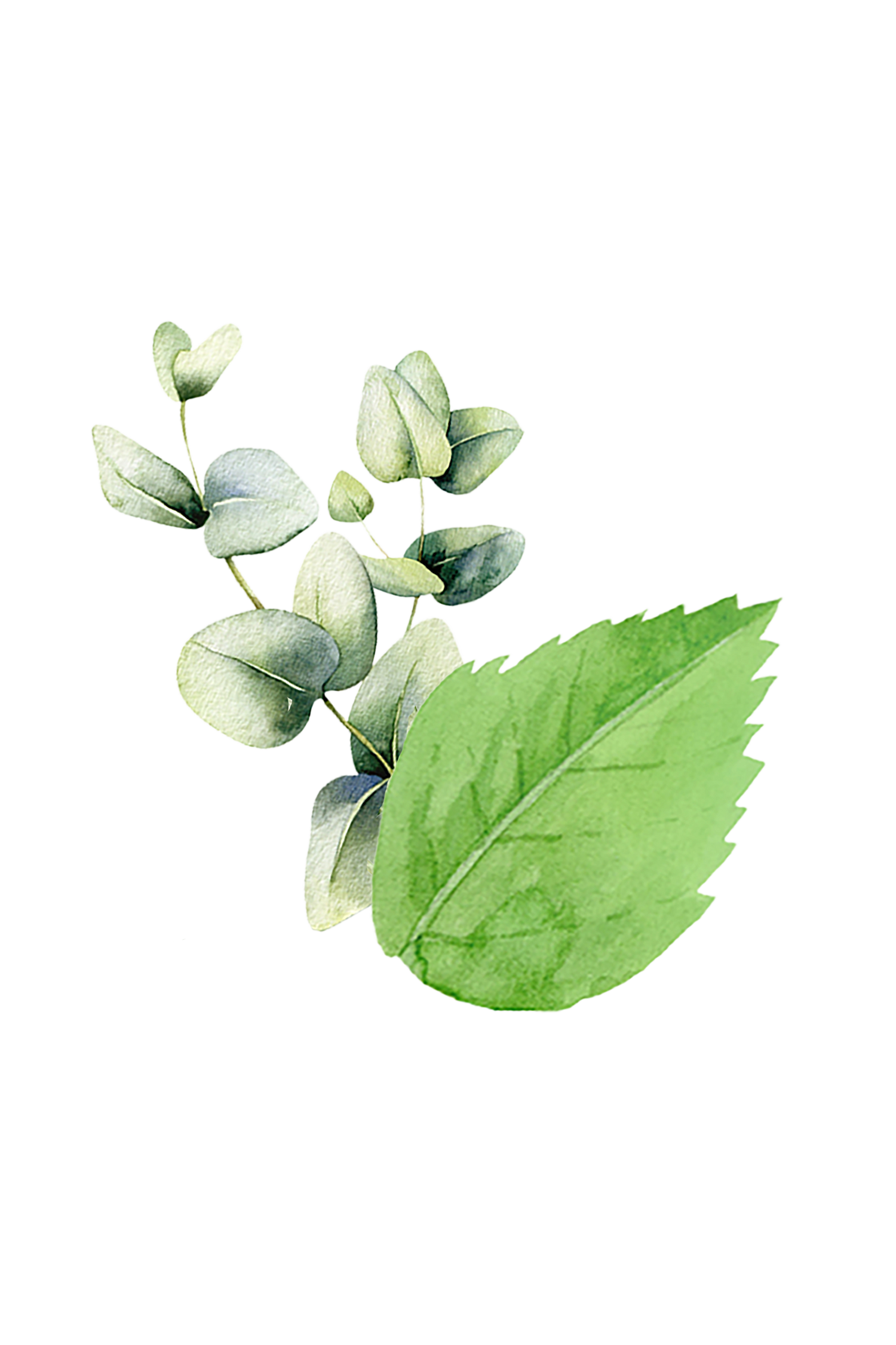 Mint &amp; Eucalyptus Essential Oil Blend