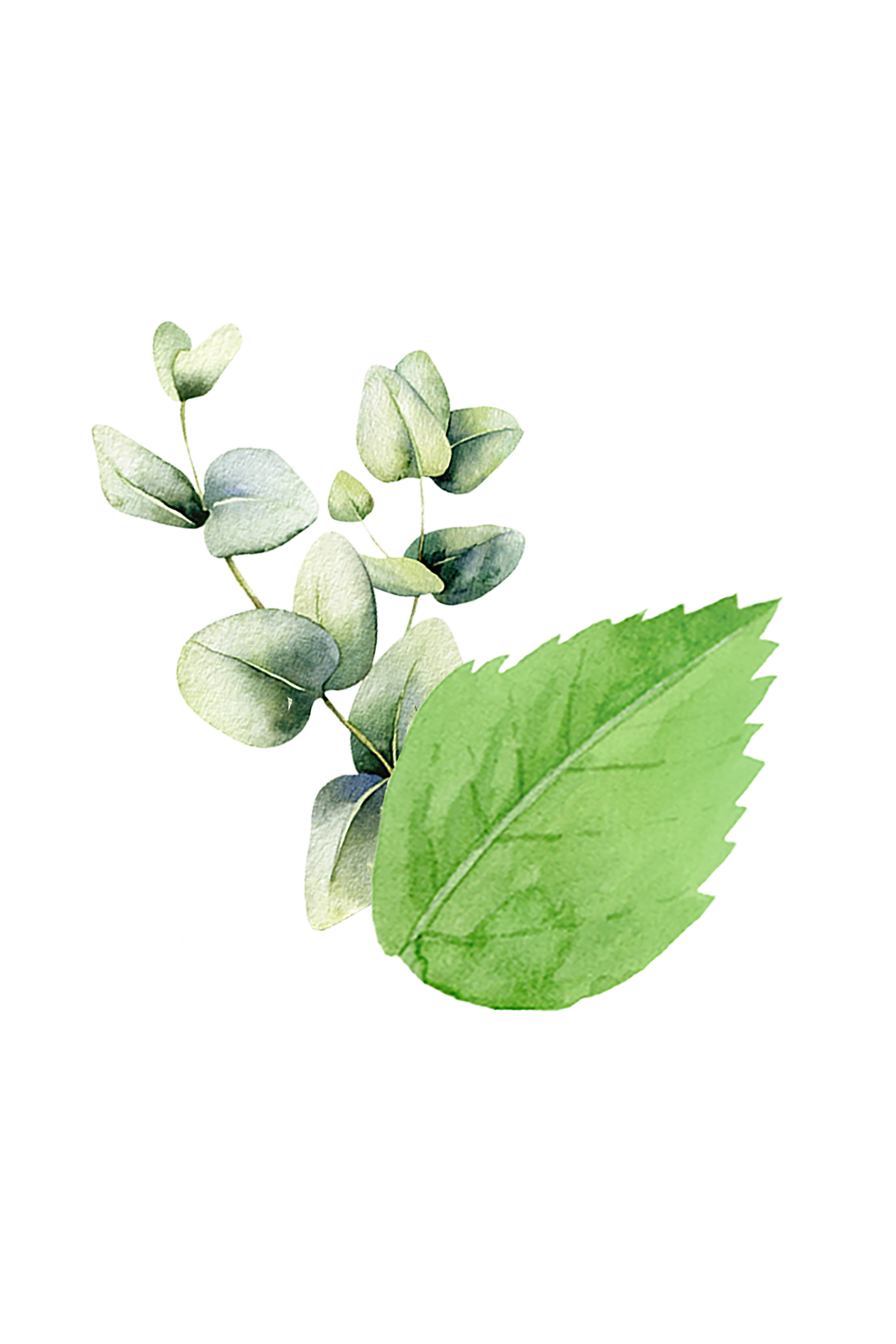 Mint &amp; Eucalyptus Essential Oil Blend