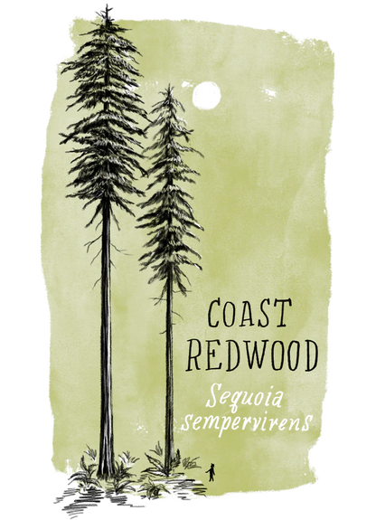 Big Trees of California