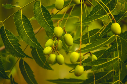 Neem Oil Soap Bar