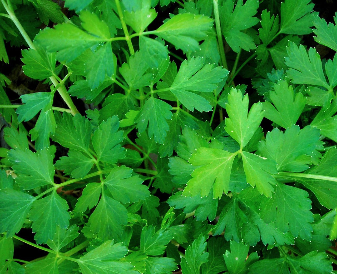 Dark Green Italian Flat Leaf Parsley Seeds
