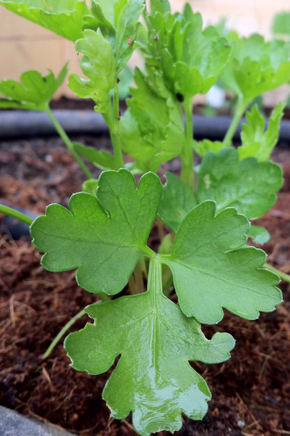 Dark Green Italian Flat Leaf Parsley Seeds