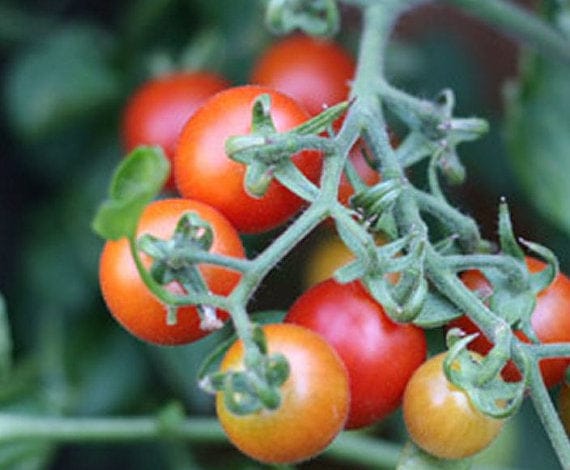 Seattle Seed Company Vegetables Tomato - Peacevine