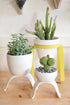 Carter + Rose Home & Garden Ceramic Footed Plant Pots