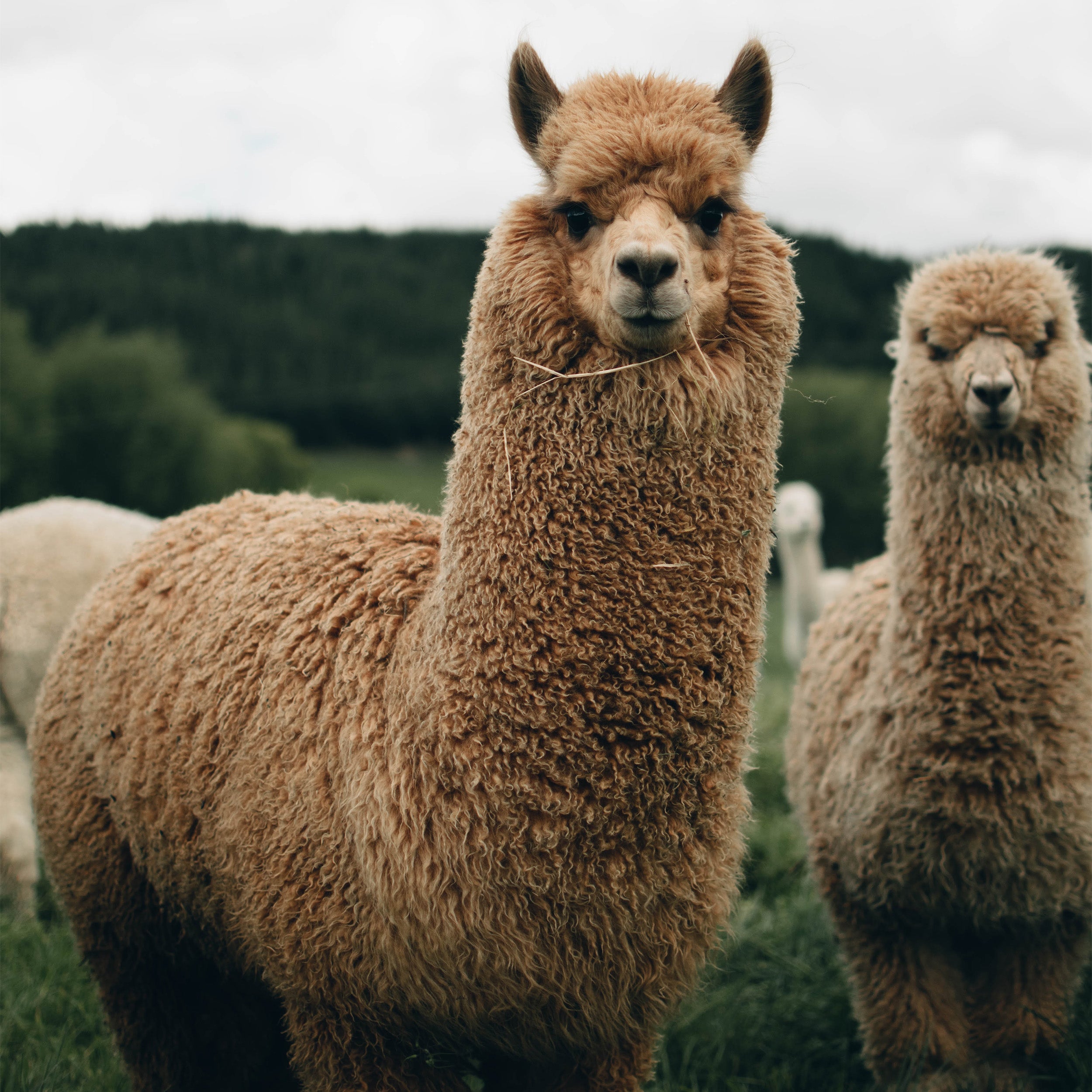 Alpaca Dryer Balls ( 3 pack )