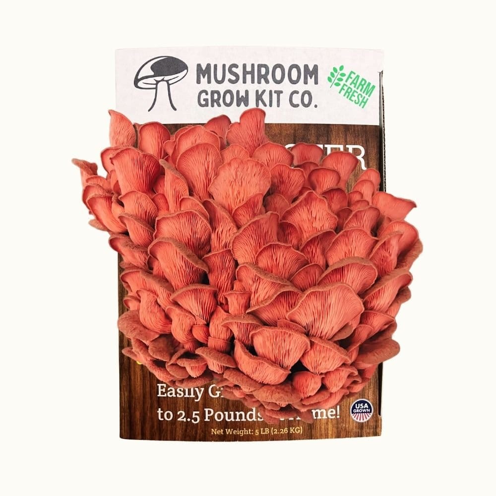 Mushroom Grow Kit Co. Oyster Mushrooms Premium Pink Oyster Mushroom Growing Kit - 5 LBS