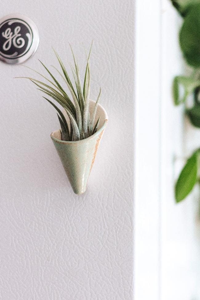 Carter + Rose Pistachio / With plant Mini Wall Planter Magnet