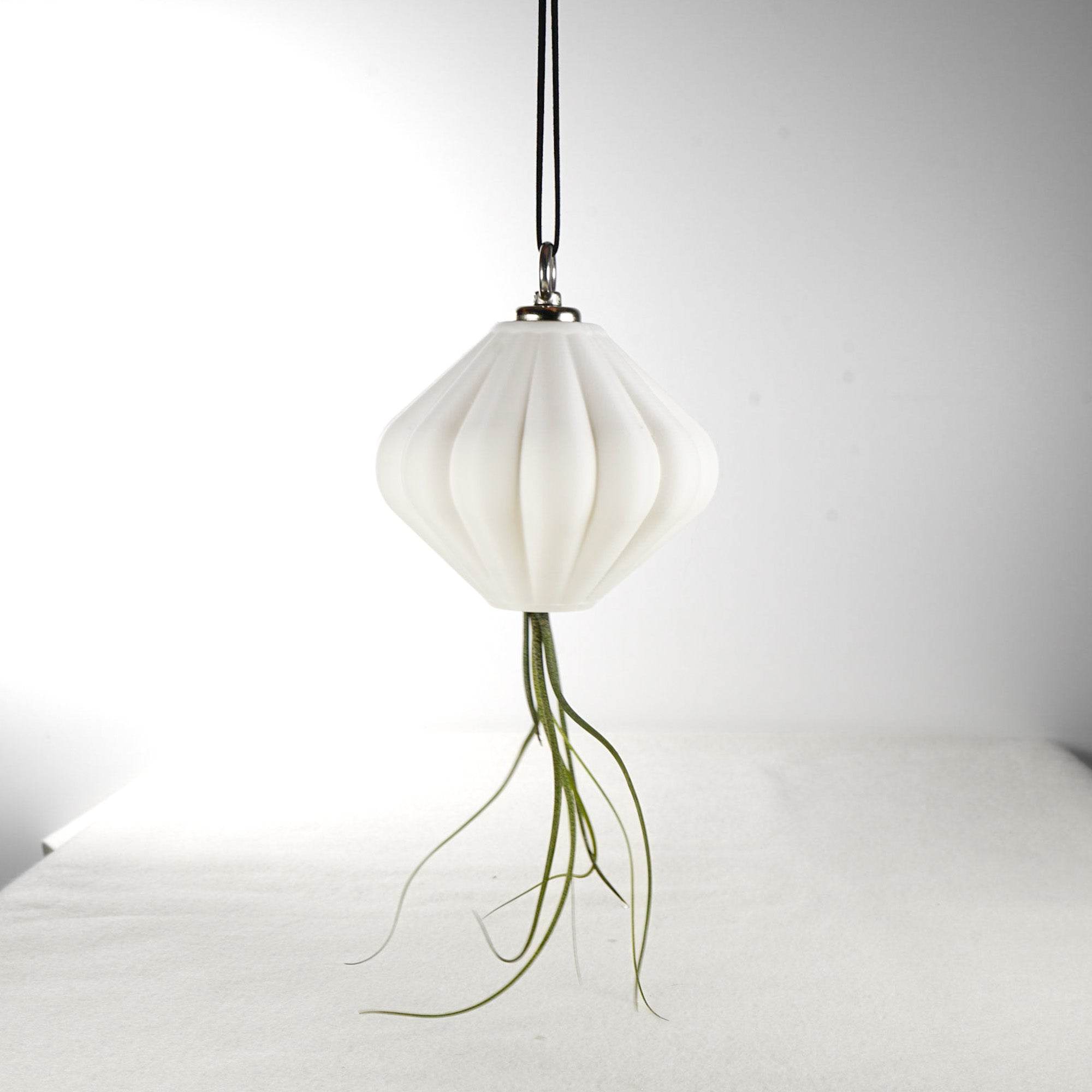 MAGNETIC Air Planter, JellyFish, Air Plant Included - My American Goods