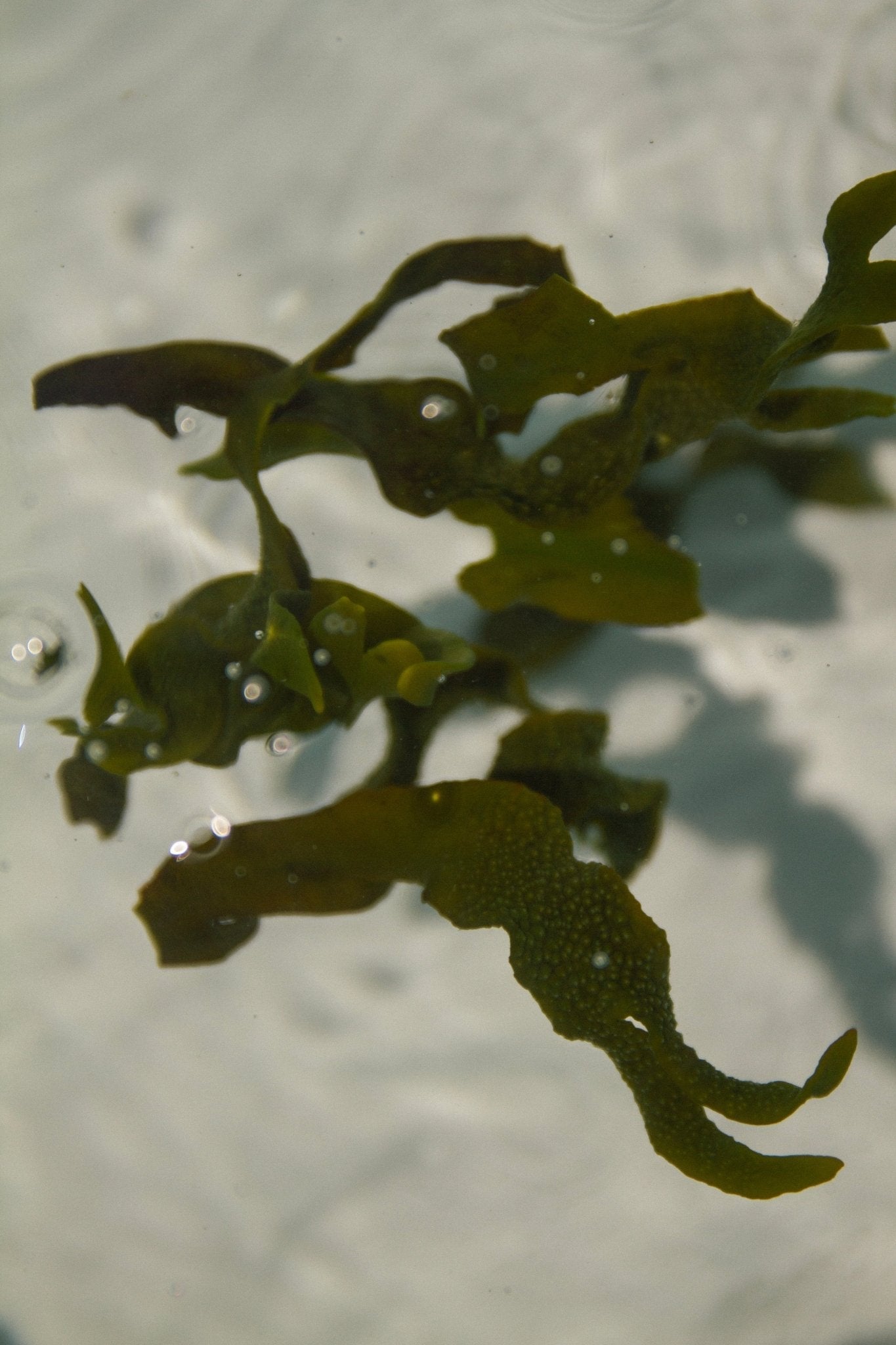 Sea Change – Seaweed Sphere Soap | Bladderwrack &amp; Neroli - My American Goods