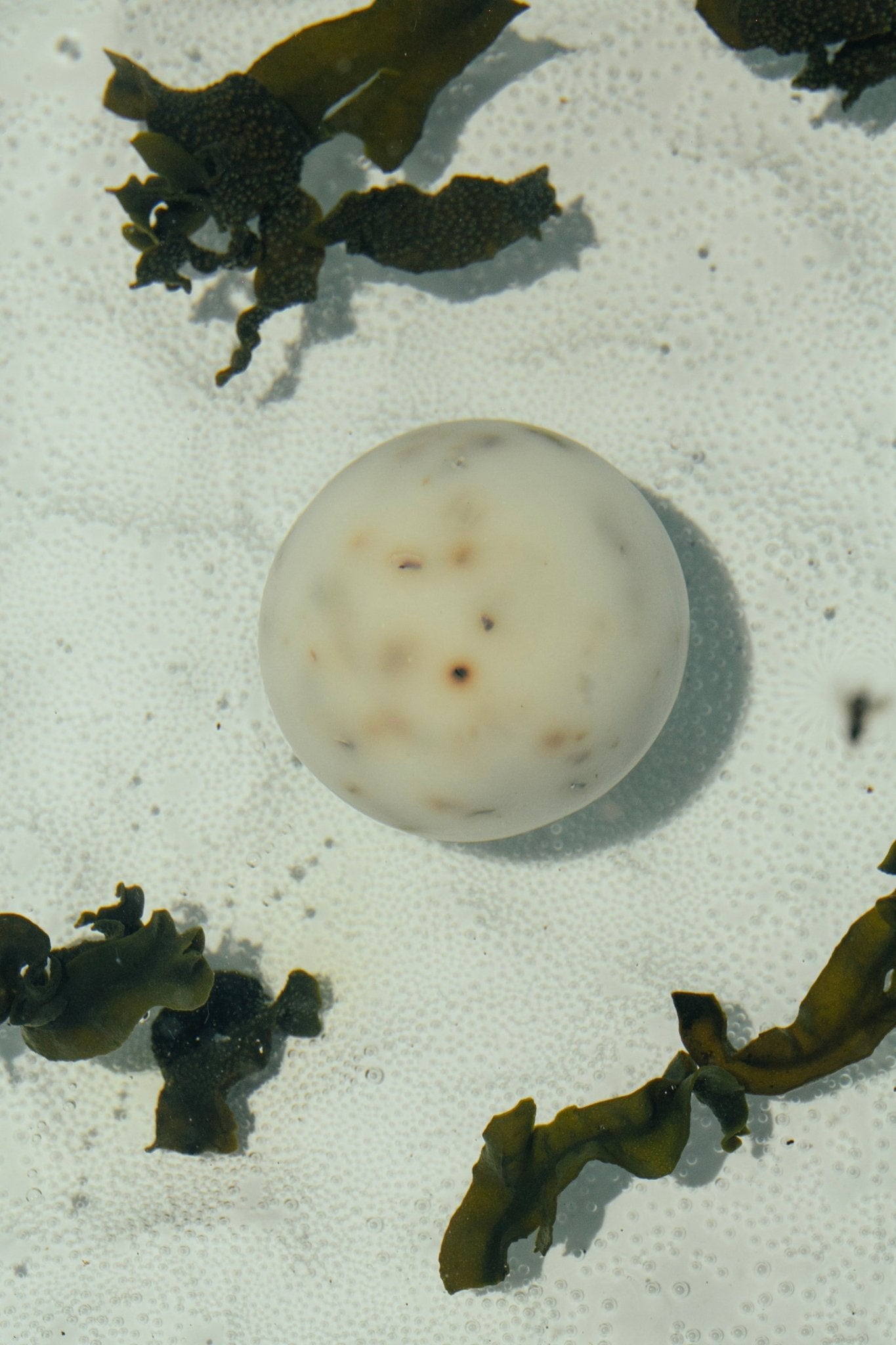 Sea Change – Seaweed Sphere Soap | Bladderwrack &amp; Neroli - My American Goods