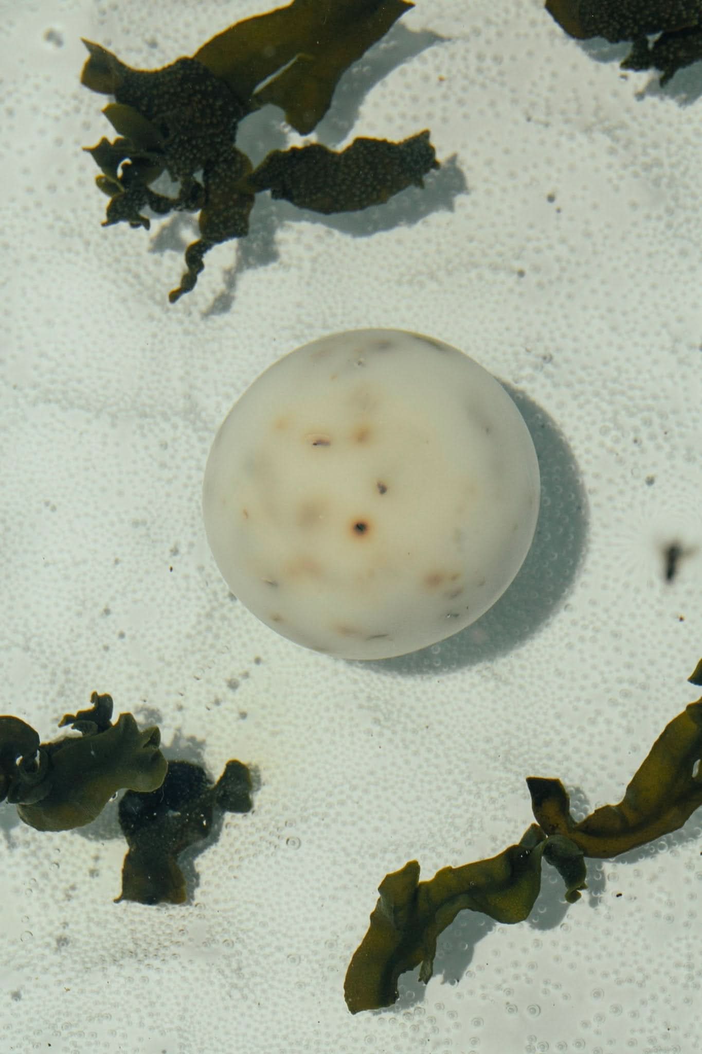 Summer Solace Tallow Tallow Soap Sea Change – Seaweed Sphere Soap | Bladderwrack &amp; Neroli
