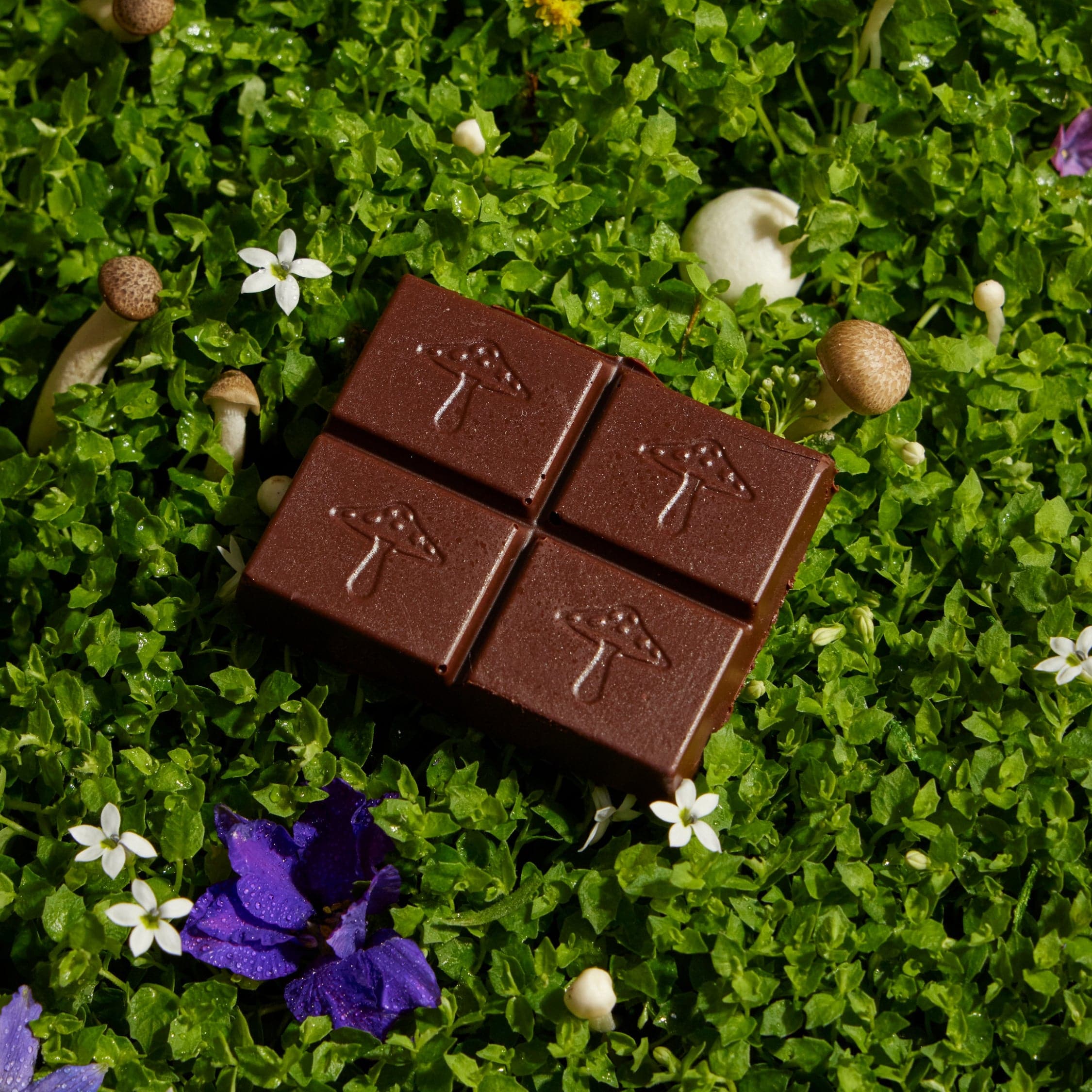 alice mushrooms Vitamins &amp; Supplements Nightcap Functional Mushroom Chocolates