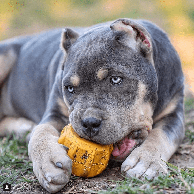 Gear eDispenser - Durable Rubber Yak Chew Holder &amp; Treat Pocket | USA Made