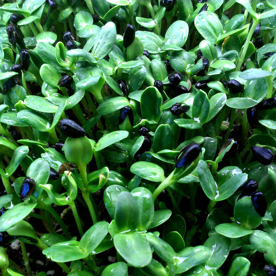 Sunflower Microgreen Seeds