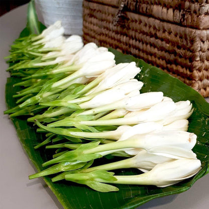 MONOI TAHITI – Natural Deodorant 3.2 oz