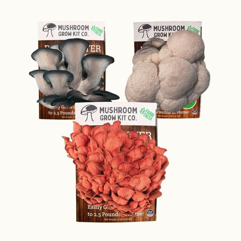 Mushroom Grow Kit Co. 3 Pack - Premium Lion's Mane, Pink, and Blue Oyster Mushroom Growing Kit - 15 LBS
