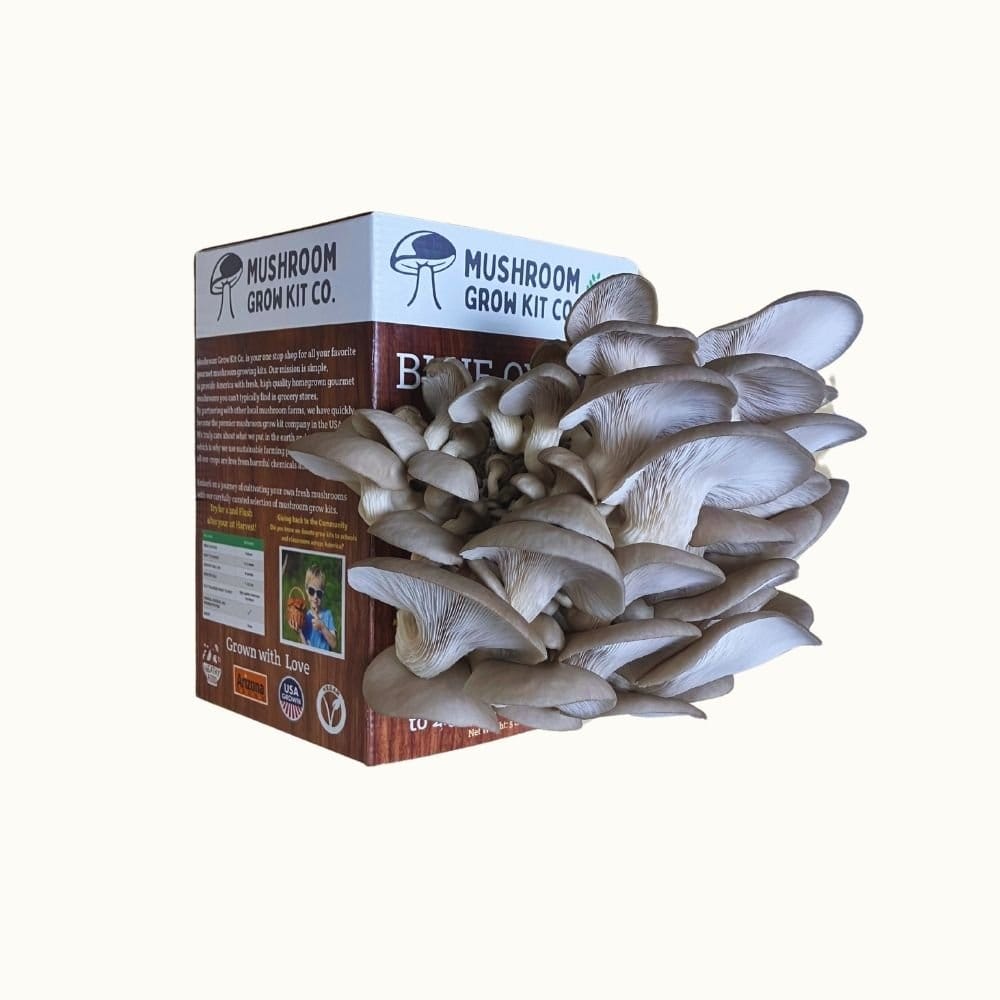 Mushroom Grow Kit Co. Oyster Mushrooms Premium Blue Oyster Mushroom Growing Kit - 5 LBS