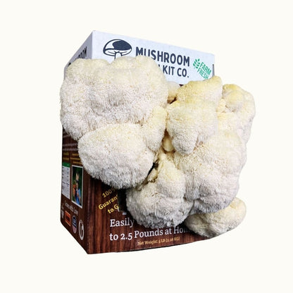 Mushroom Grow Kit Co. Lion&