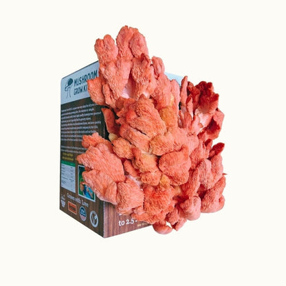 Mushroom Grow Kit Co. Oyster Mushrooms Premium Pink Oyster Mushroom Growing Kit - 5 LBS