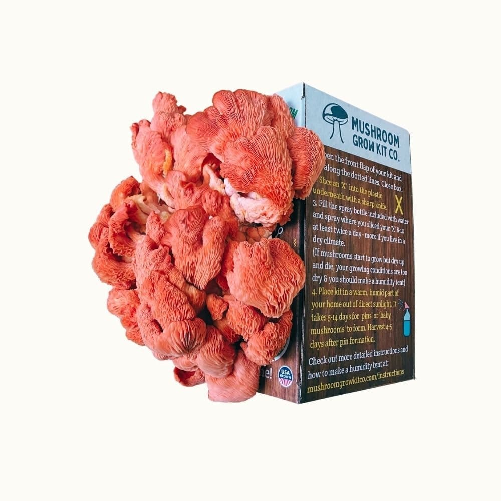 Mushroom Grow Kit Co. Oyster Mushrooms Premium Pink Oyster Mushroom Growing Kit - 5 LBS