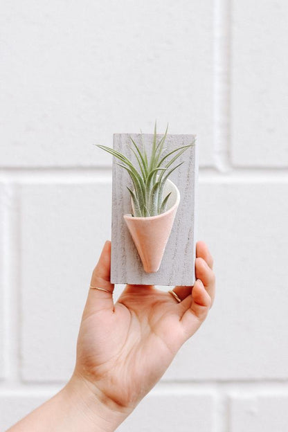 Carter + Rose Blush / With Plant Tiny Ceramic Wall Planter