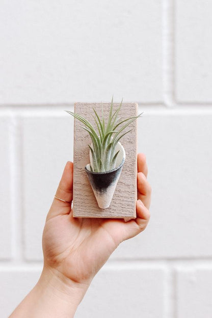 Carter + Rose Indigo / With Plant Tiny Ceramic Wall Planter