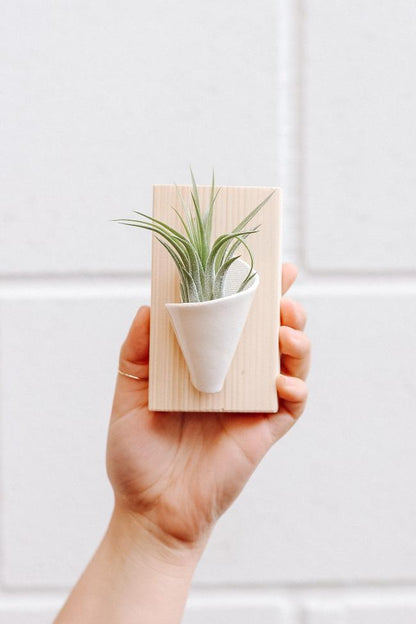 Carter + Rose Ivory / With Plant Tiny Ceramic Wall Planter