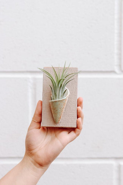 Carter + Rose Pistachio / With Plant Tiny Ceramic Wall Planter