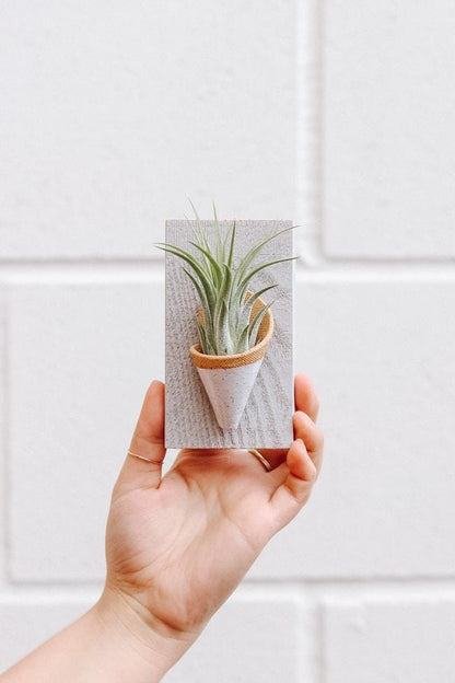 Carter + Rose Speckled White / With Plant Tiny Ceramic Wall Planter