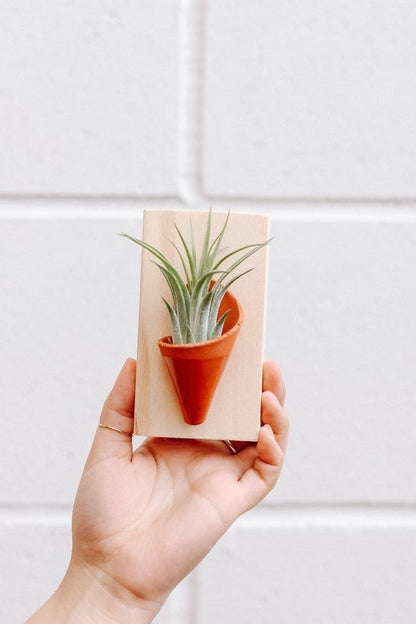 Carter + Rose Terracotta / With Plant Tiny Ceramic Wall Planter