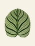 Round green rug with leaf pattern on a transparent background