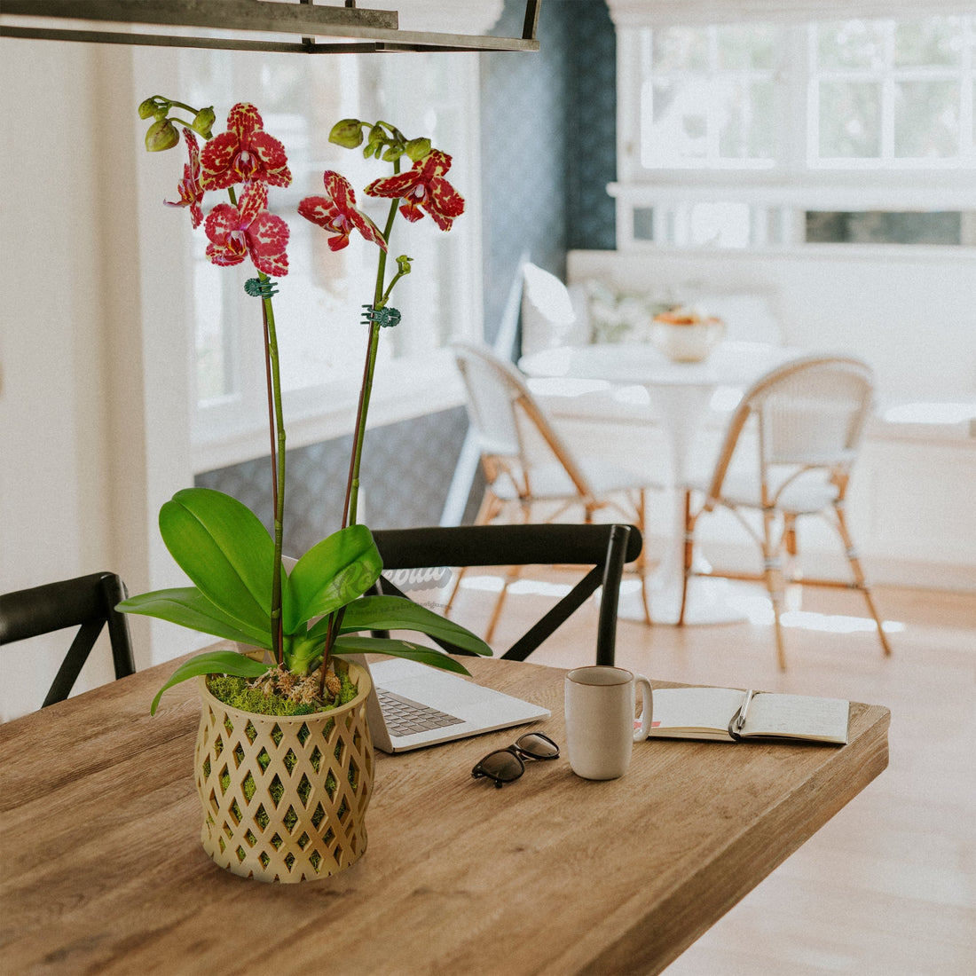 Capricious Orchid Planter Pot - My American Goods